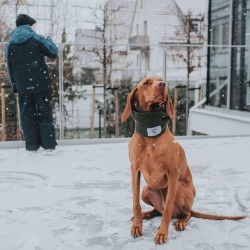 Augintinio šalikas Hunter Žalias Augintinio šalikas Hunter Žalias